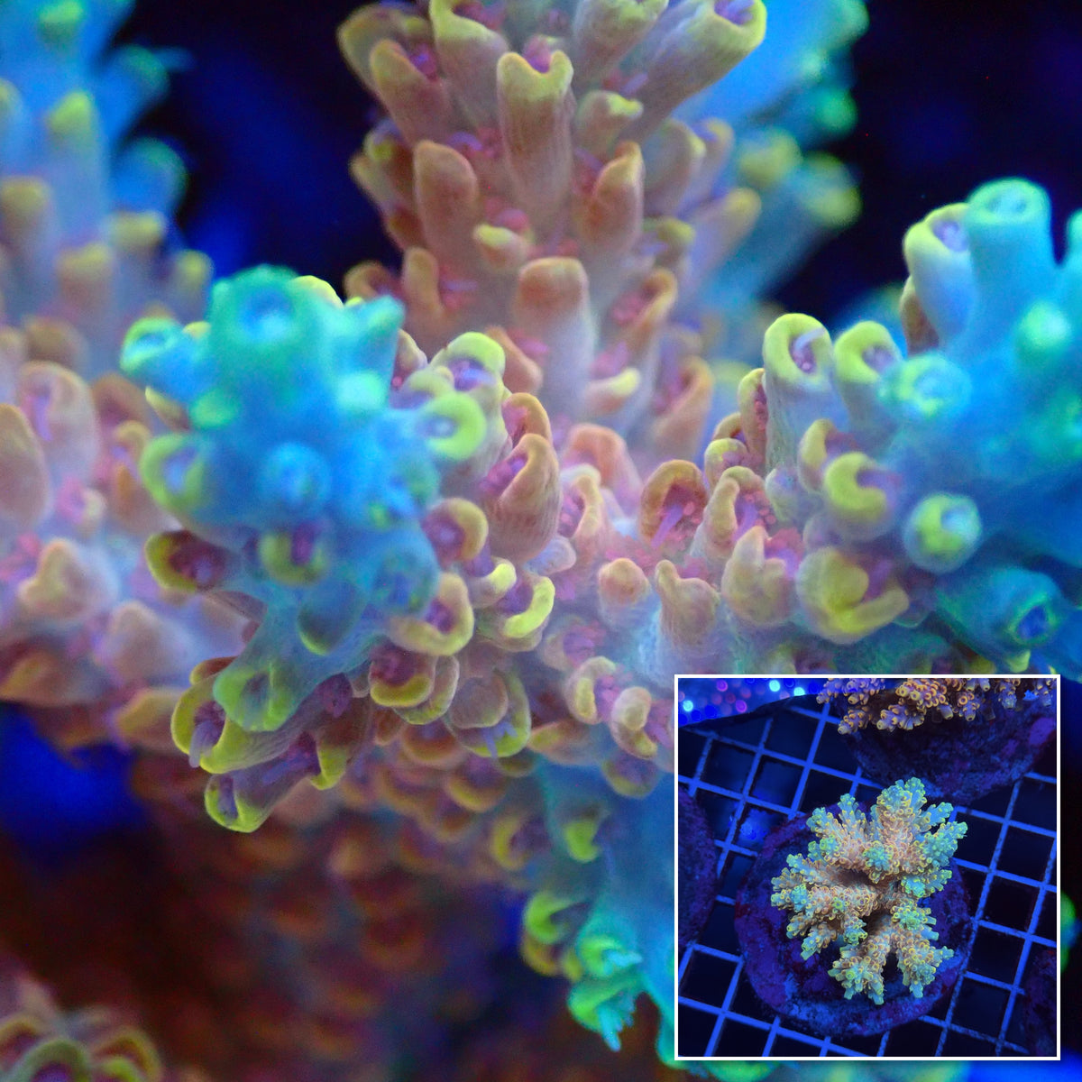 Acro Colony T3G7 macro with colony inset