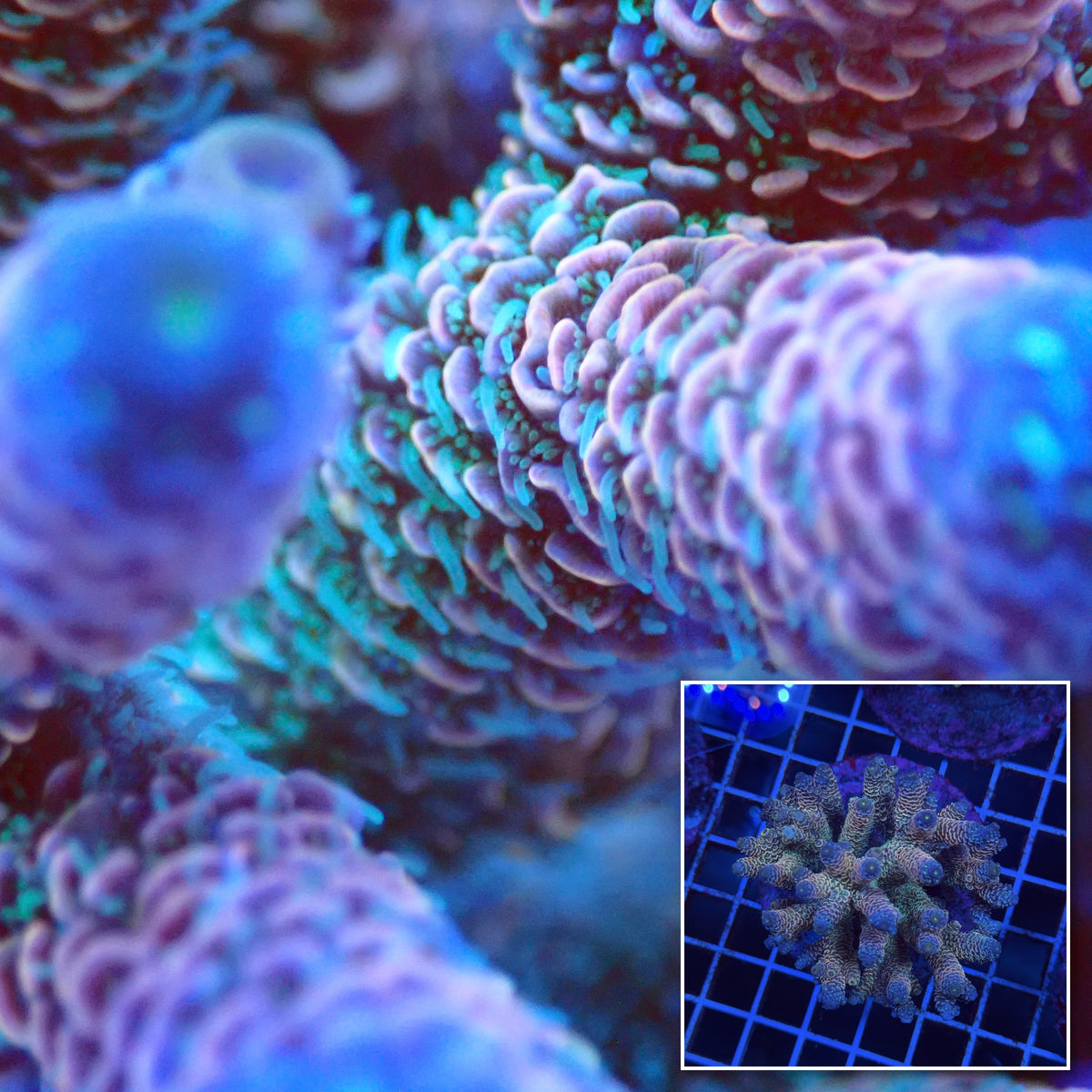 Acro Colony T3G8 macro with colony inset