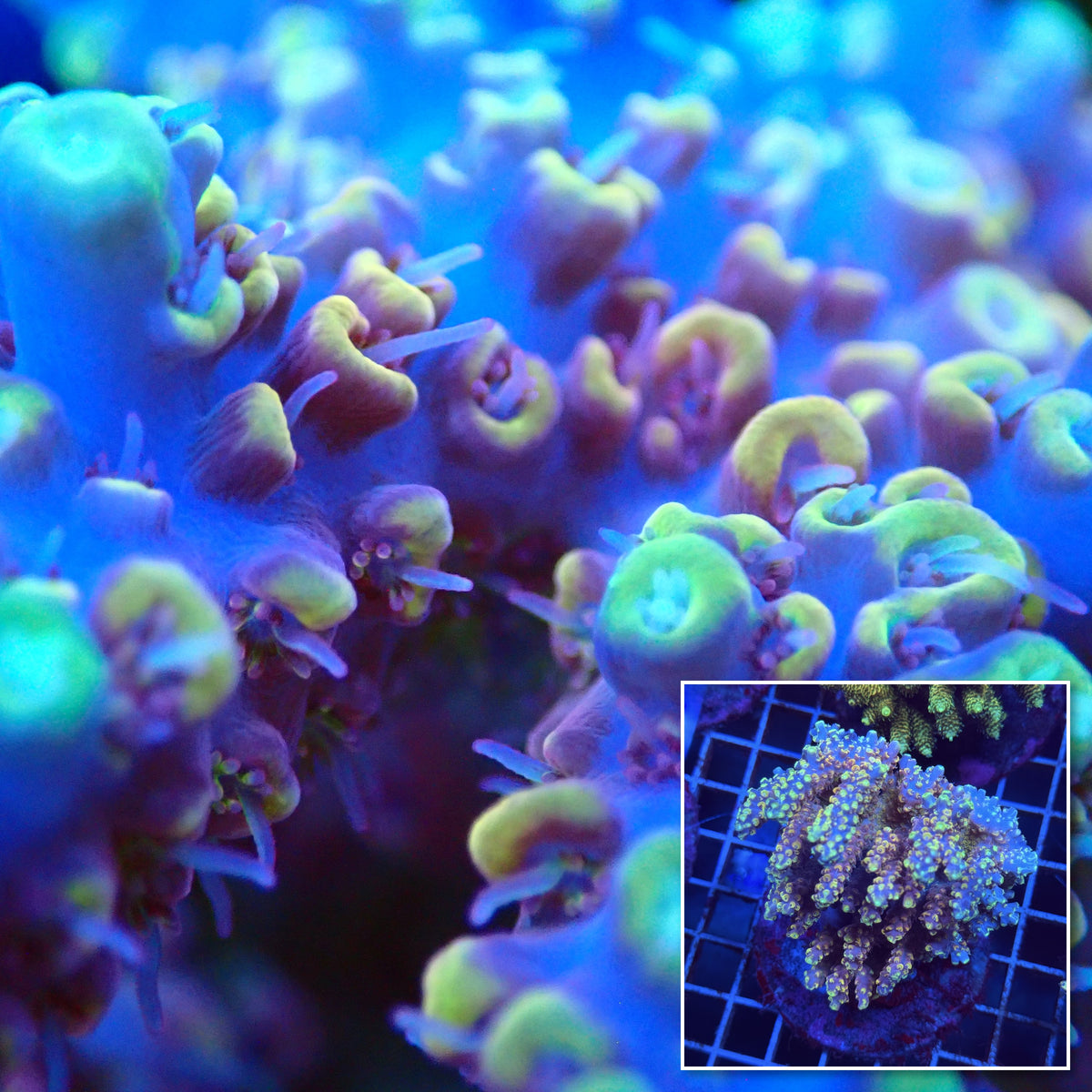 Acro Colony T3G9 macro with colony inset