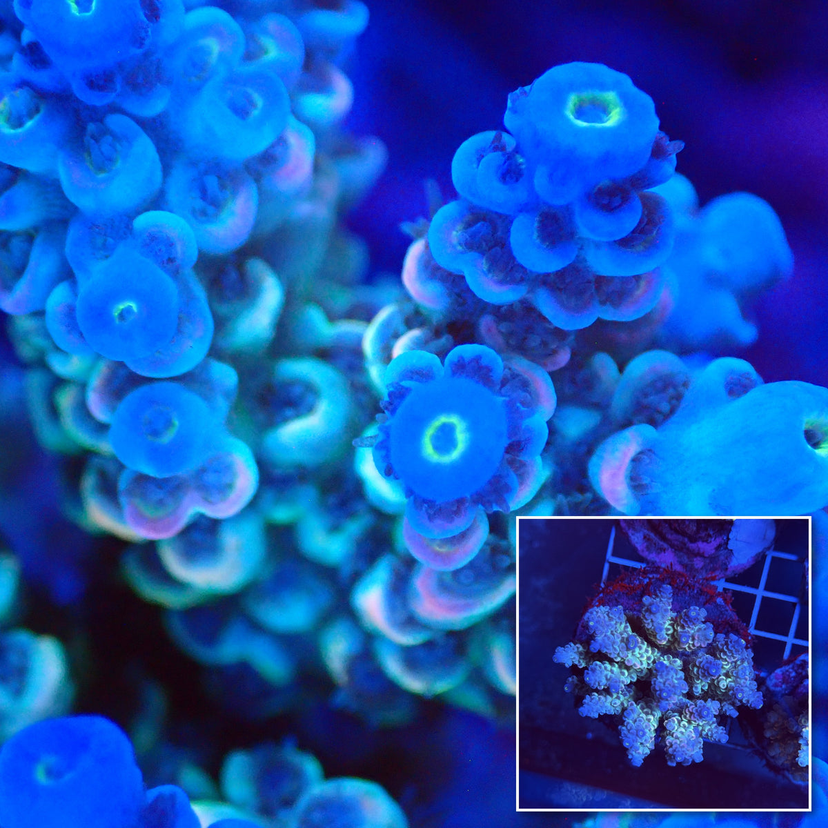 Acro Colony T3H1 macro with colony inset