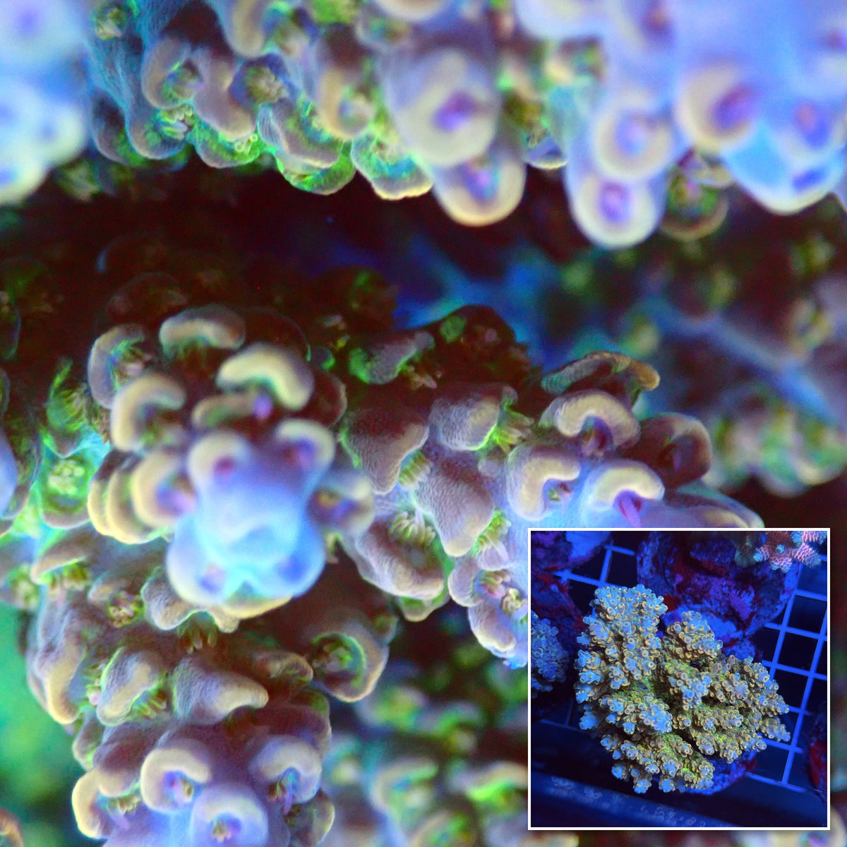 Acro Colony T3H2 macro with colony inset