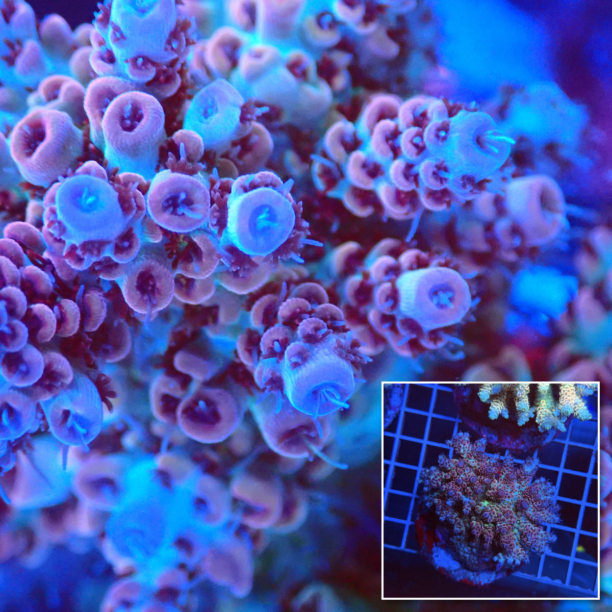 Acro Colony T3H3 macro with colony inset