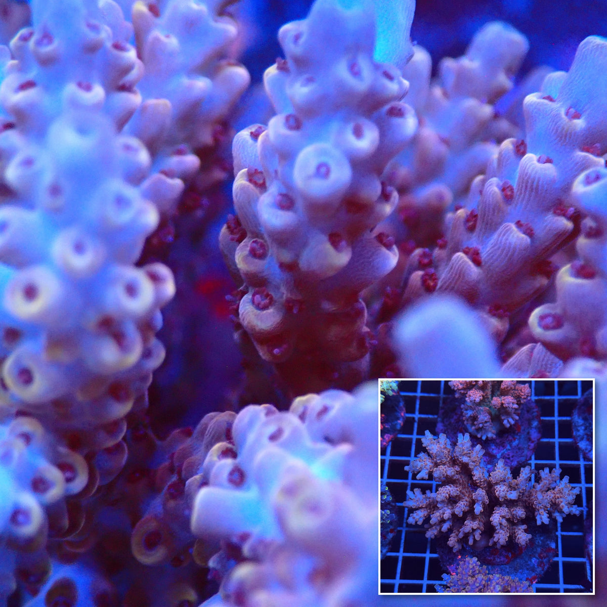 Acro Colony T3D10 macro with colony inset