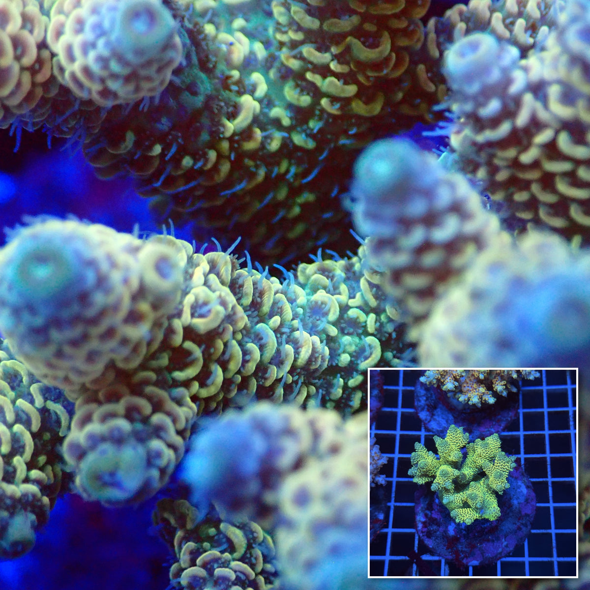 Acro Colony T3D11 macro with colony inset