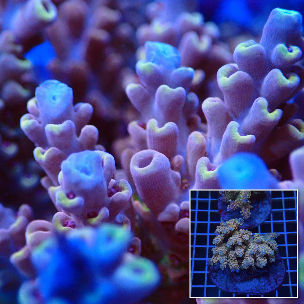 Acro Colony T3D12 macro with colony inset
