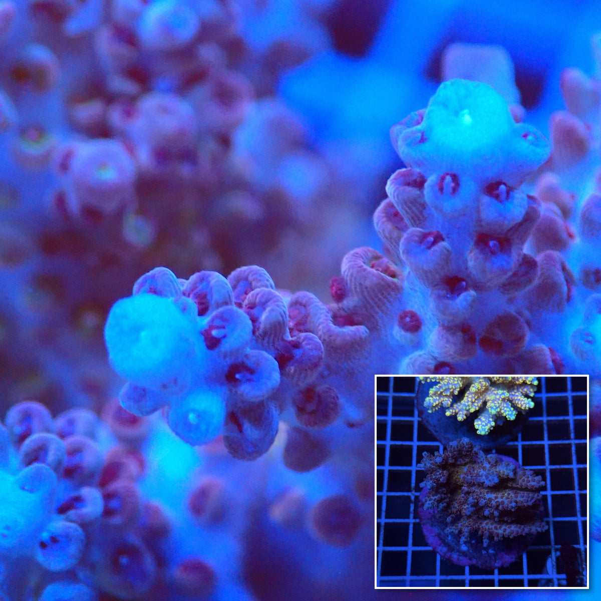 Acro Colony T3D13 macro with colony inset