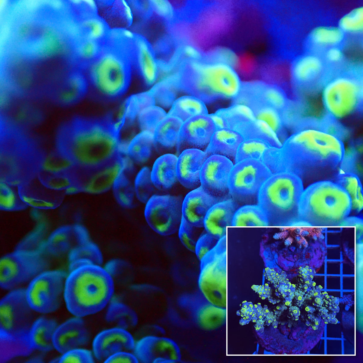 Acro Colony T3D1 macro with colony inset