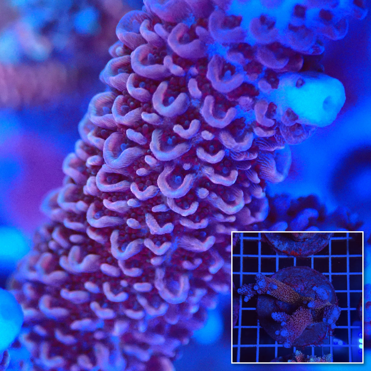 Acro Colony T3D2 macro with colony inset