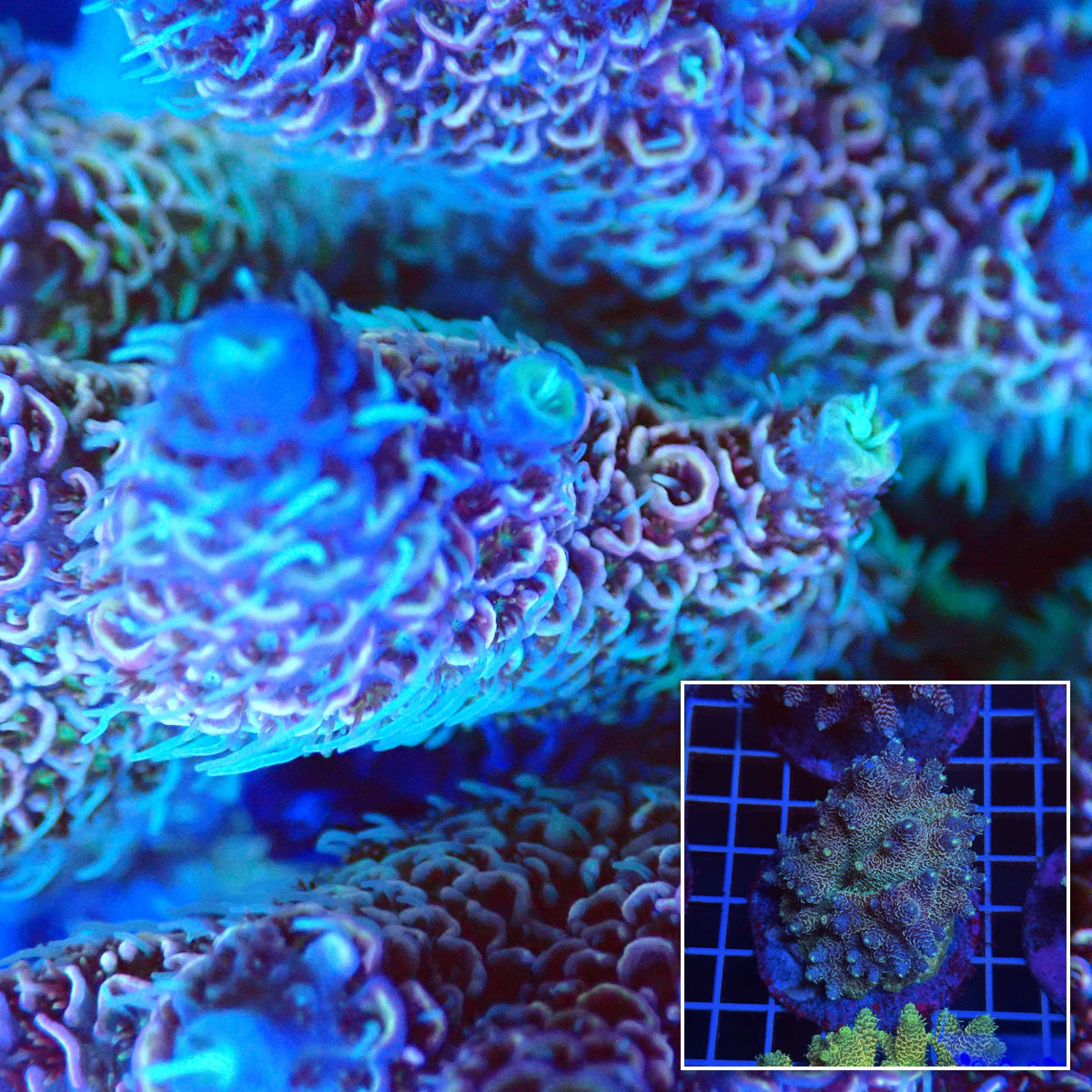 Acro Colony T3D3 macro with colony inset