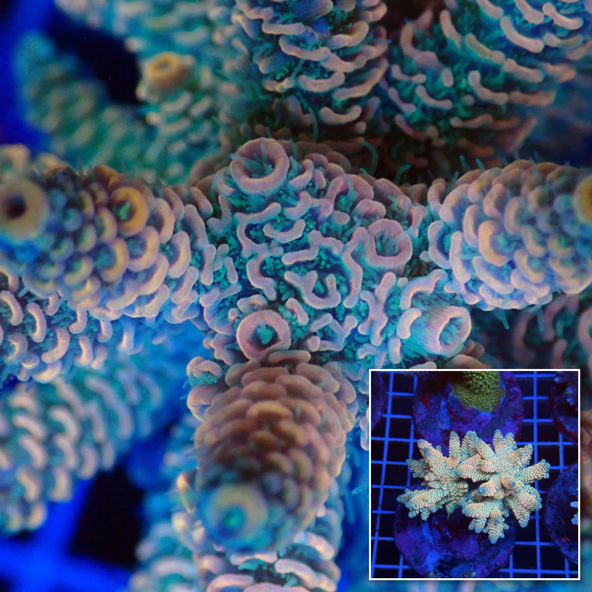 Acro Colony T3D4 macro with colony inset