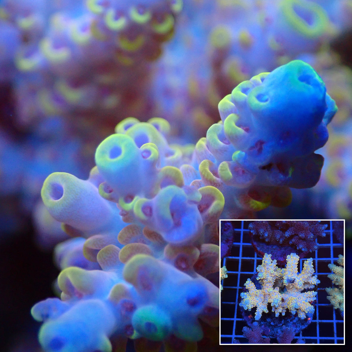 Acro Colony T3D5 macro with colony inset