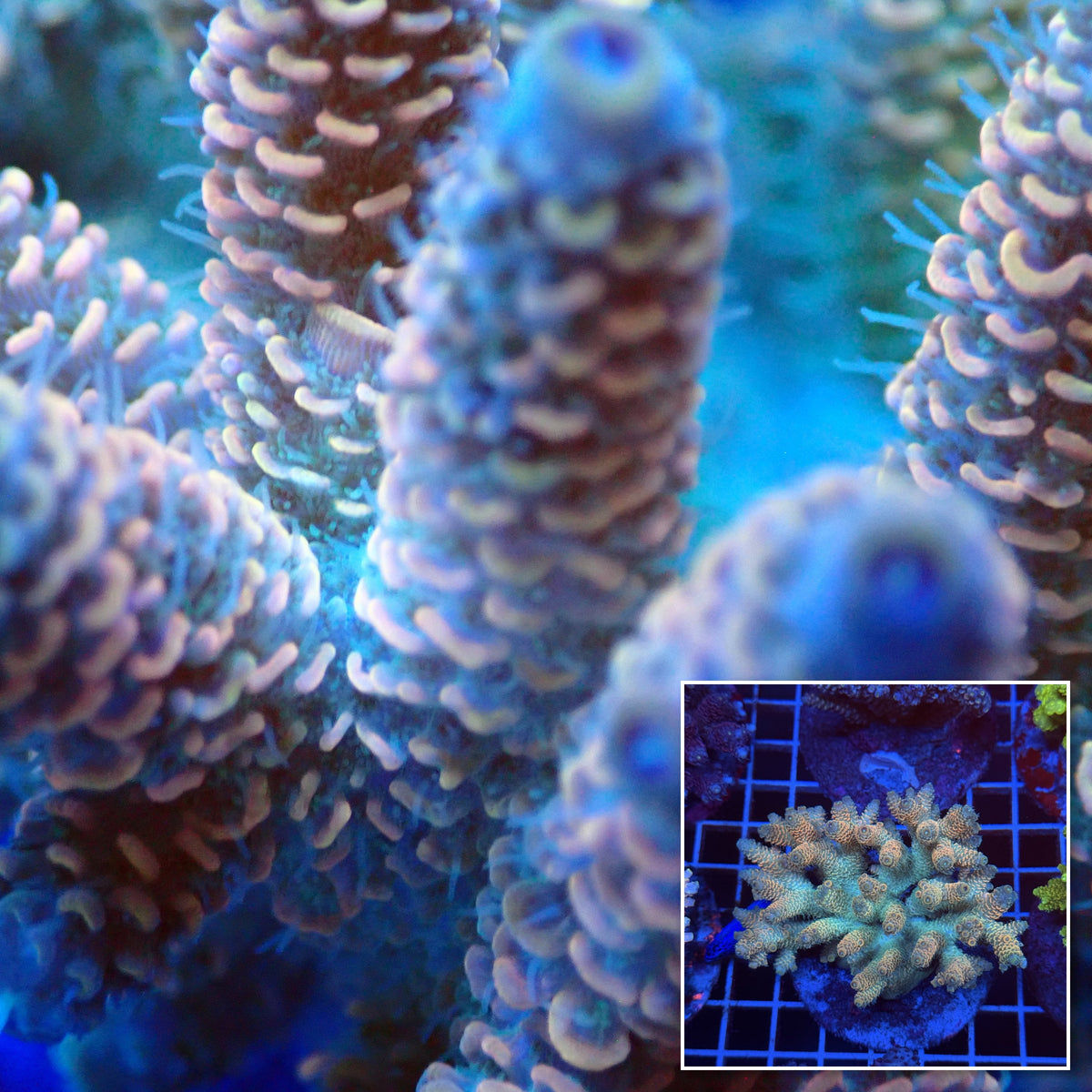 Acro Colony T3D6 macro with colony inset