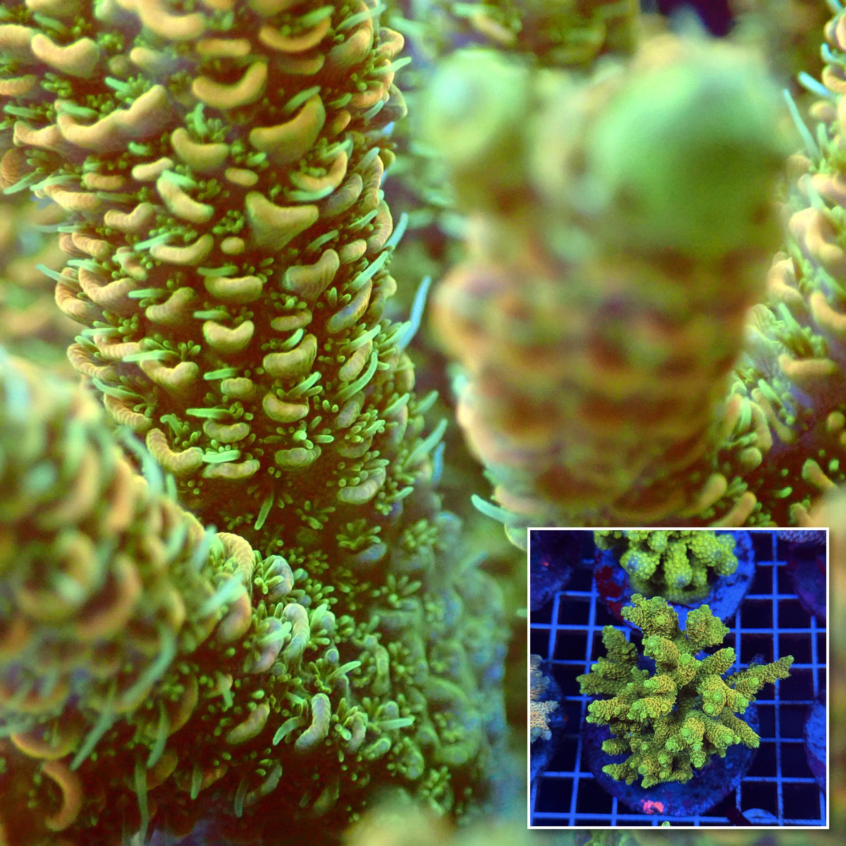 Acro Colony T3D7 macro with colony inset