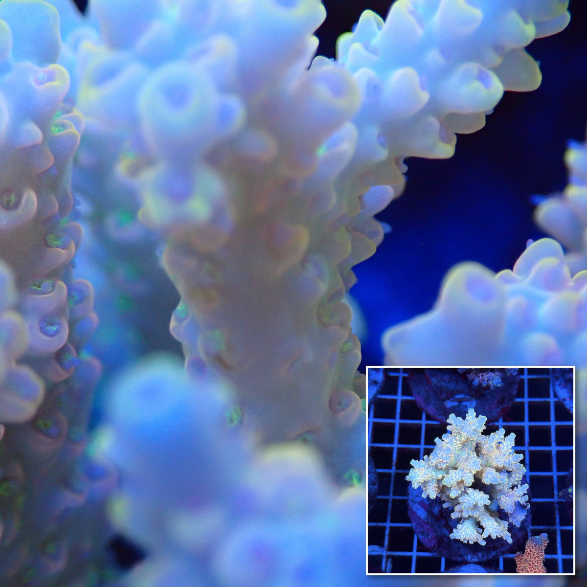 Acro Colony T3D8 macro with colony inset