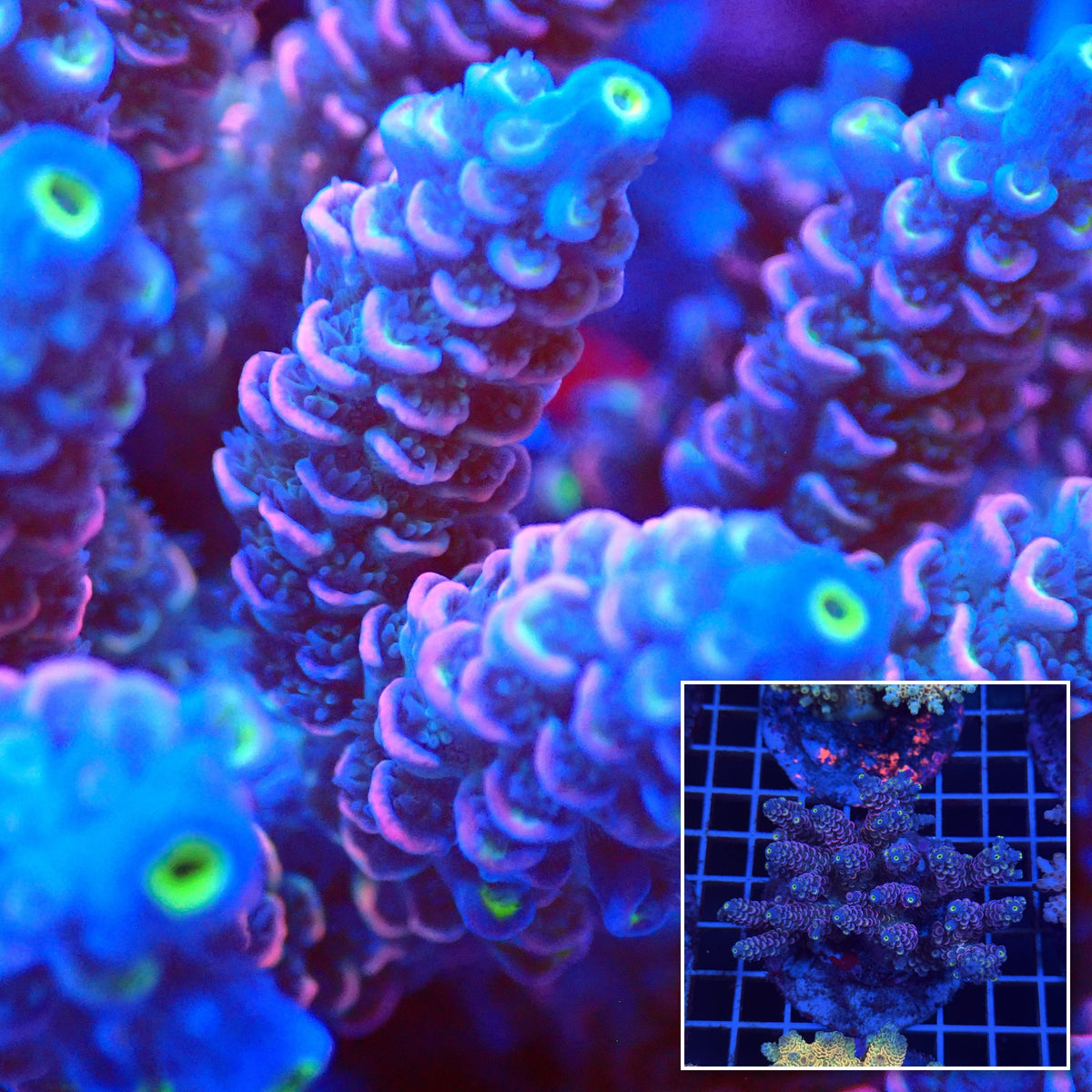 Acro Colony T3D9 macro with colony inset