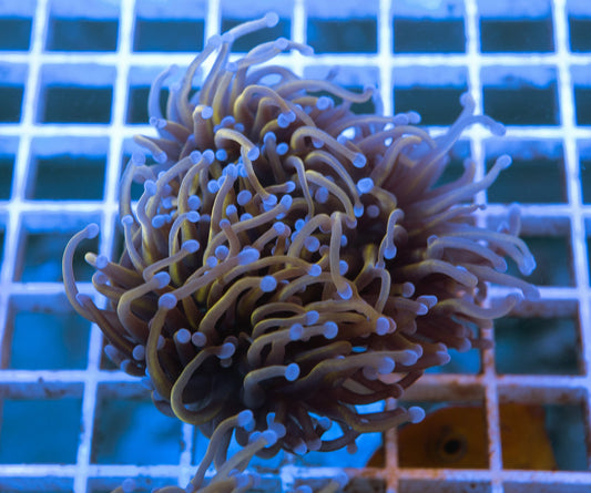 C8 (WYSIWYG) 24K Gold Torch Frag Over 2 (Splitting) Heads