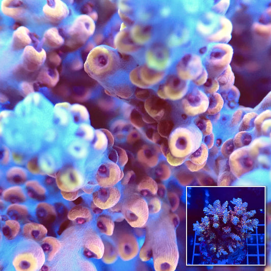 Acro Colony T2A1 macro with colony inset