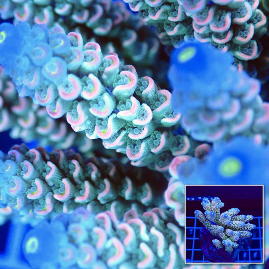 Acro Colony T2A5 macro with colony inset