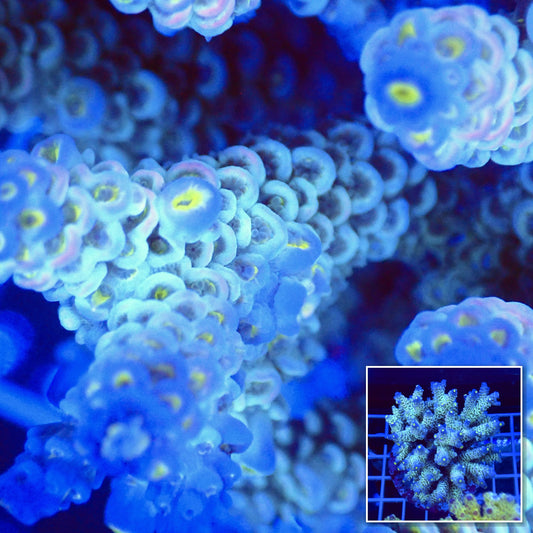 Acro Colony T2A7 macro with colony inset