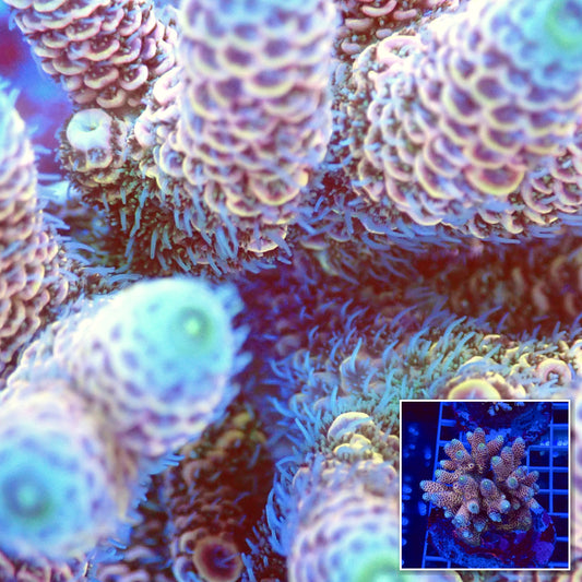 Acro Colony T2B1 macro with colony inset