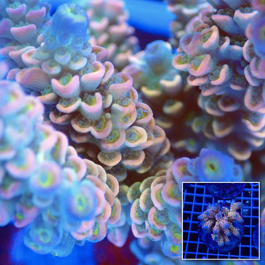Acro Colony T2B3 macro with colony inset