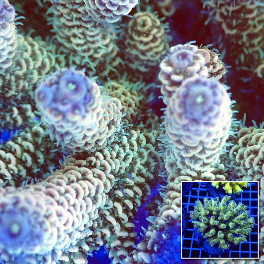 Acro Colony T2B4 macro with colony inset