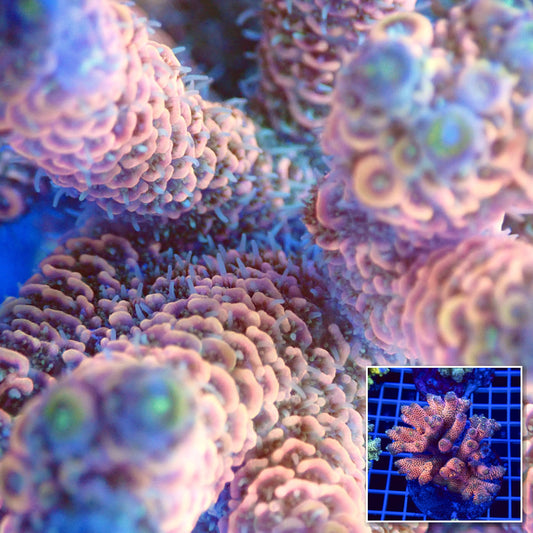 Acro Colony T2B5 macro with colony inset