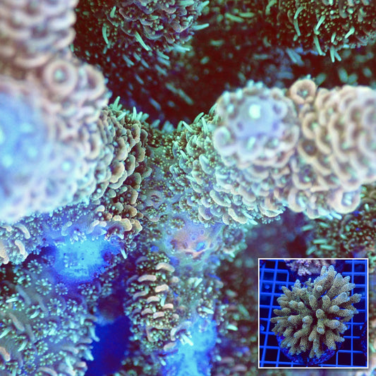 Acro Colony T2B6 macro with colony inset