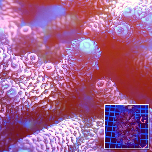 Acro Colony T2C10 macro with colony inset