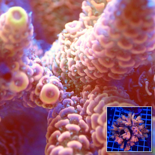 Acro Colony T2C1 macro with colony inset