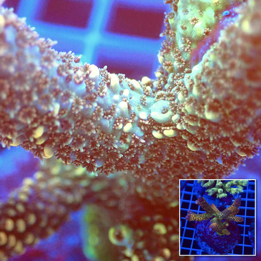 Acro Colony T2C4 macro with colony inset