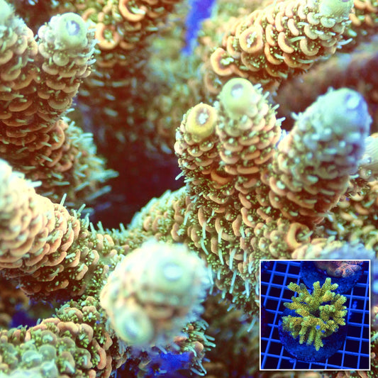 Acro Colony T2C5 macro with colony inset