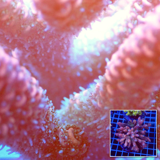 Acro Colony T2C7 Supernova macro with colony inset