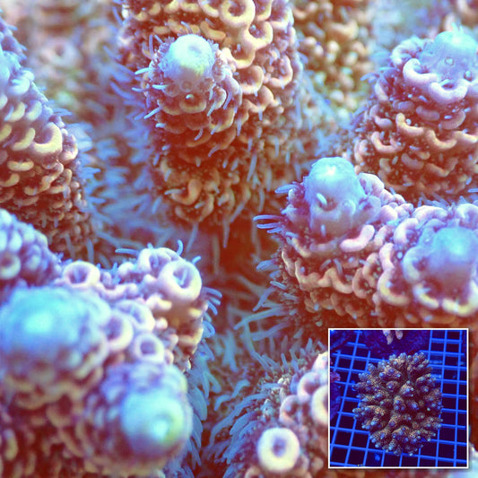 Acro Colony T2C9 macro with colony inset