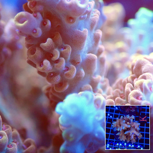 Acro Colony T2D10 macro with colony inset