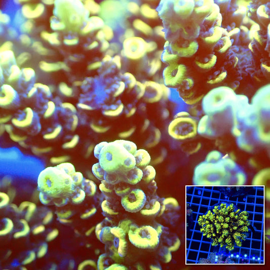 Acro Colony T2D3 macro with colony inset
