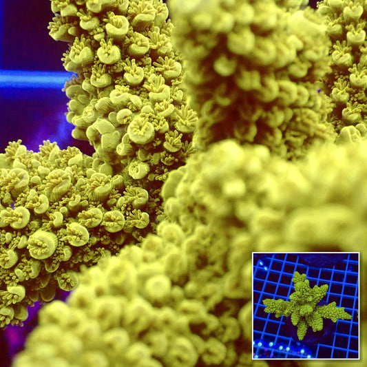 Acro Colony T2D5 macro with colony inset
