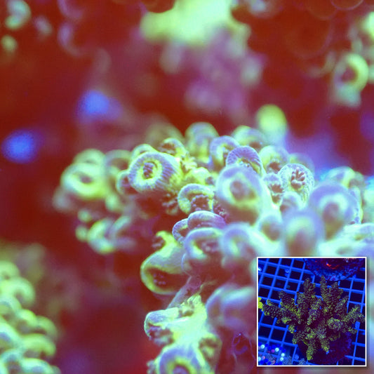 Acro Colony T2D6 macro with colony inset