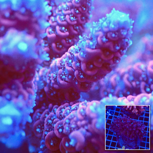 Acro Colony T2D7 macro with colony inset