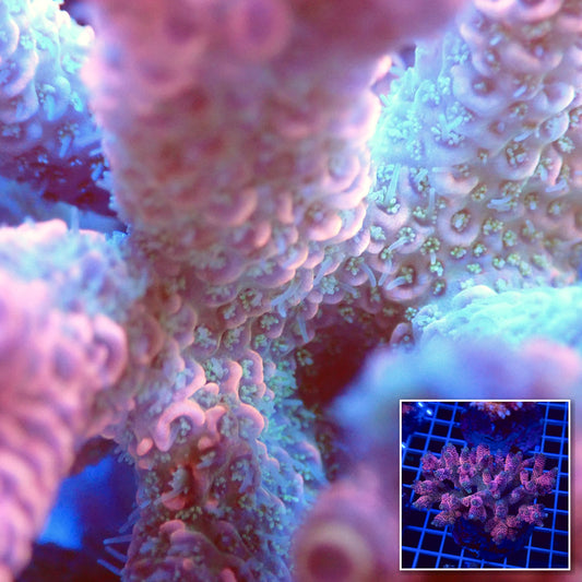 Acro Colony T2D8 macro with colony inset