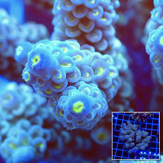 Acro Colony T2D9 macro with colony inset