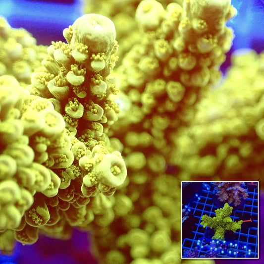 Acro Colony T2E10 macro with colony inset