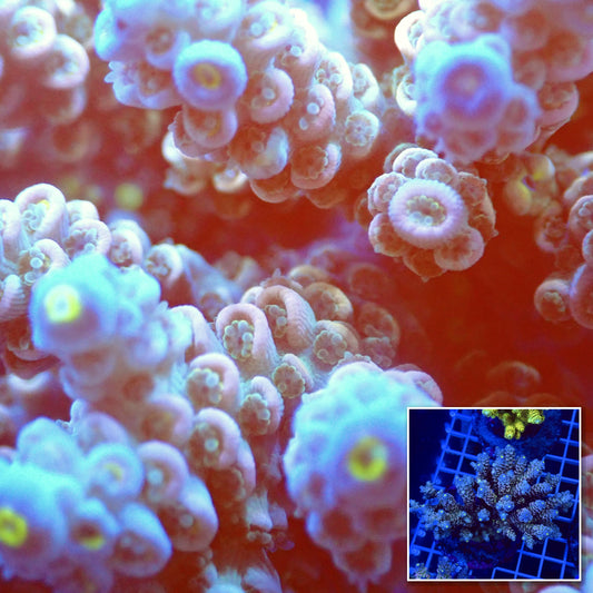 Acro Colony T2E1 macro with colony inset