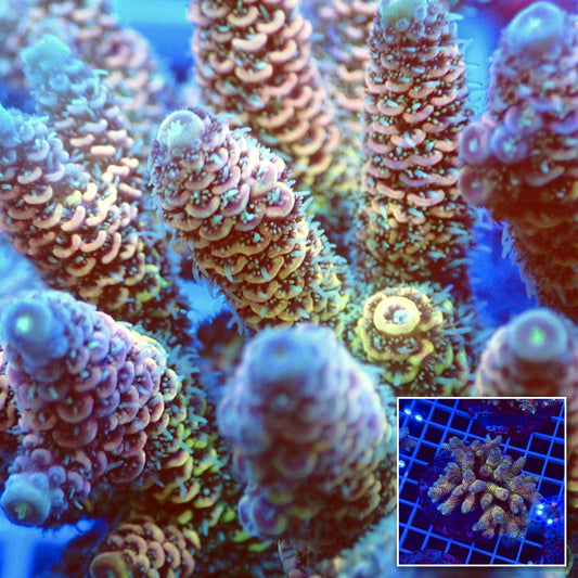 Acro Colony T2E2 macro with colony inset