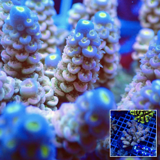 Acro Colony T2E3 macro with colony inset