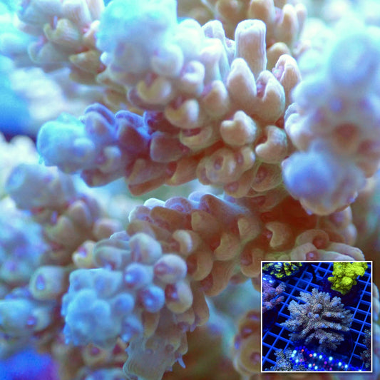 Acro Colony T2E4 macro with colony inset