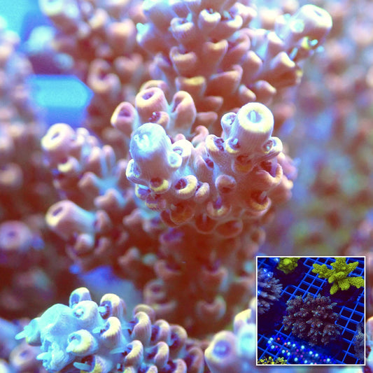 Acro Colony T2E5 macro with colony inset