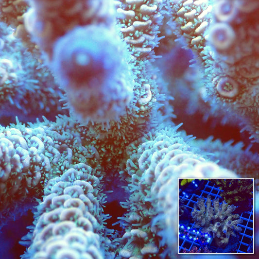 Acro Colony T2E6 macro with colony inset