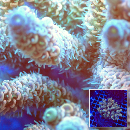 Acro Colony T2E7 macro with colony inset