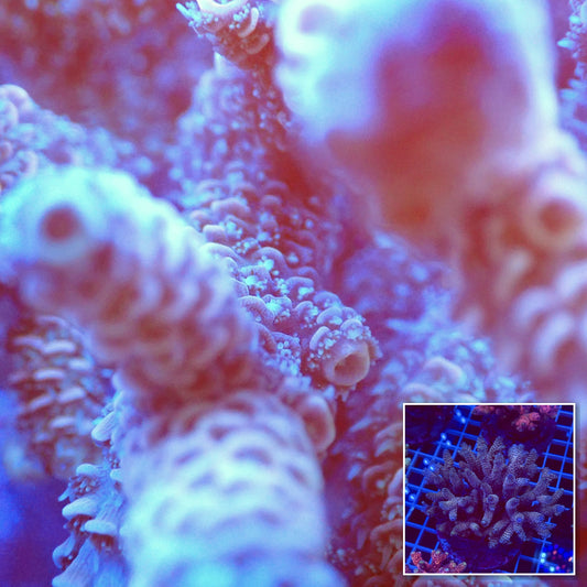 Acro Colony T2E8 macro with colony inset